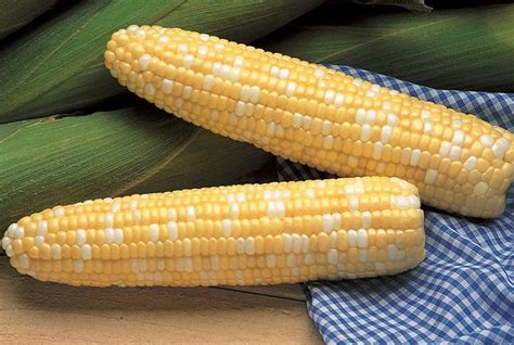Sweet Corn, Jackpot SE (82 Days) .